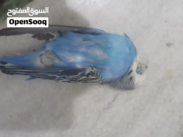 مطلوب مستعجل عصفور نفس الي بالصوره