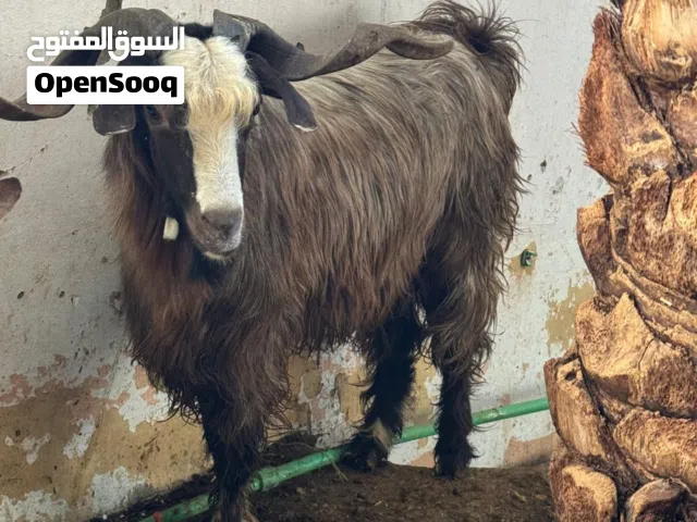 تيسين وشاه محليات