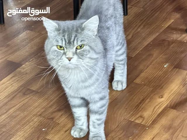 Cat to adopt for free