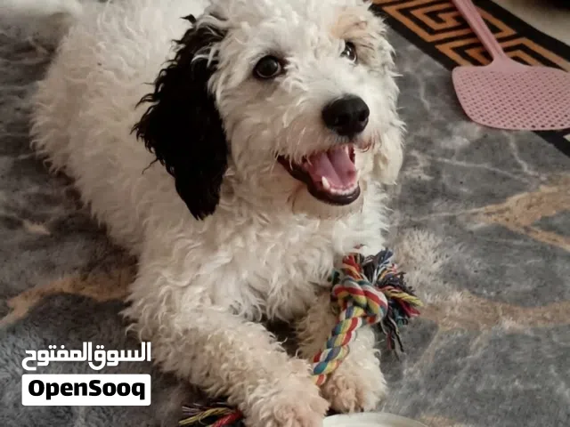 مطلوب زوج ذكر