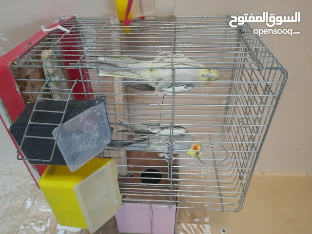 جوز ككتيل شغال