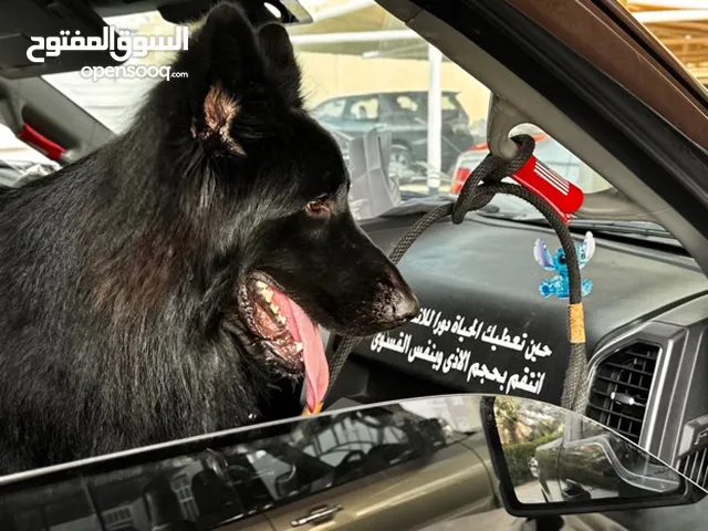 جيرمن لونق بلاك رويل مستورد المانيا ماخذ بطولات على العالم مركز 26 معاه كامل اوراقه حجمه سوبر جامبو