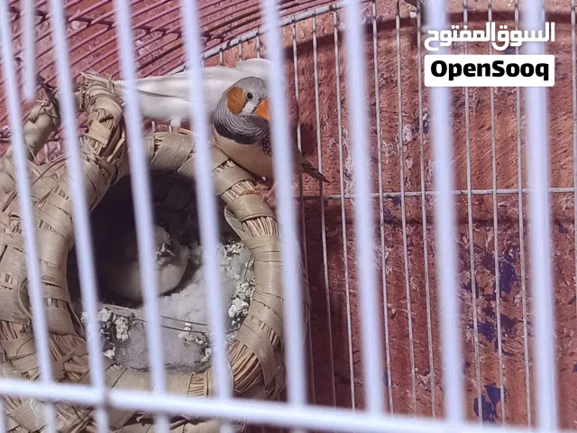 طيور فنجس بزارات