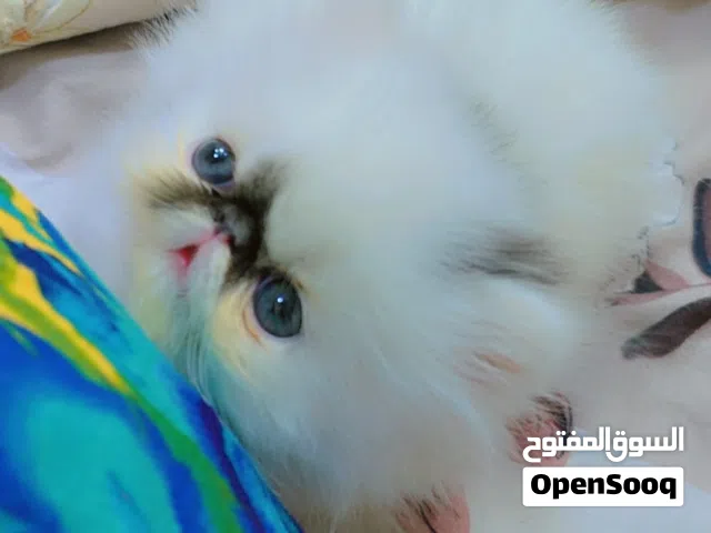 انثي بيرشين فان زورار بلاك