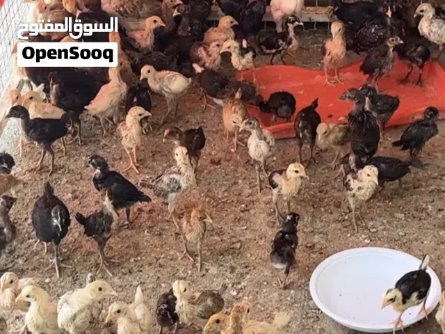 للبيع دجاج عماني