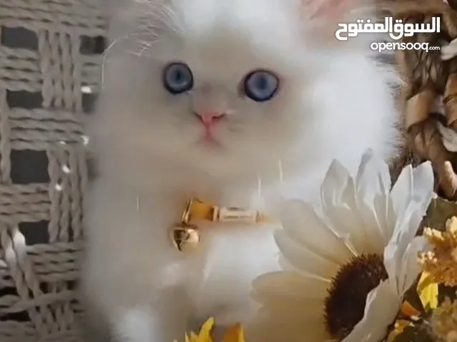 cat white 45 day