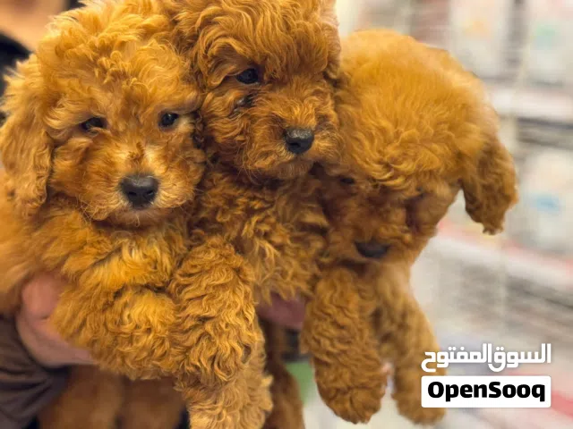 توي بودل - كاڤابوو  - مالتيبوو