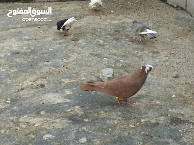 4ازواج زينه زوج وياهن افراخهن سعر الكل 25 بلاش ابو الخصيب شارع سيد حامد قرب