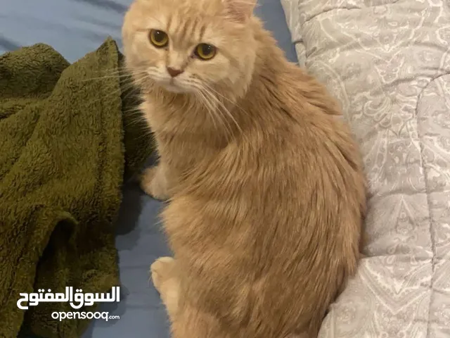 قطه شيرازيه للتبني العمر 12شهر