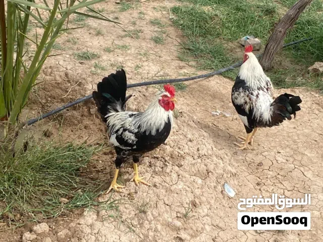 متوفر دجاج بكافة الانواع وكل الاعمار