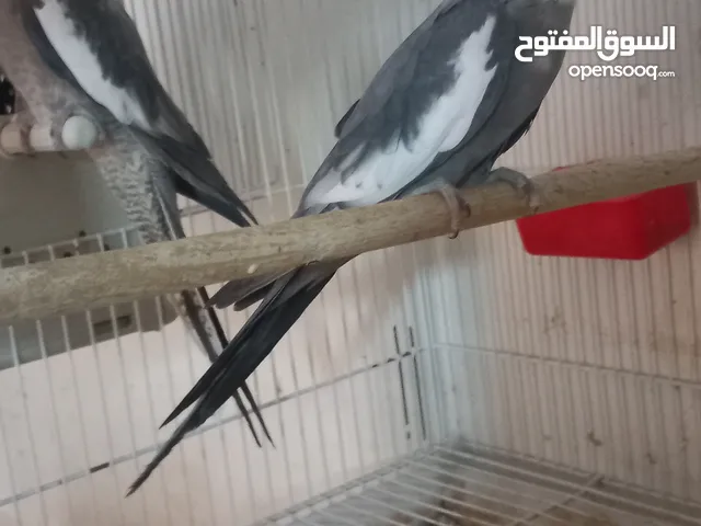 كوبيه فرنساوي