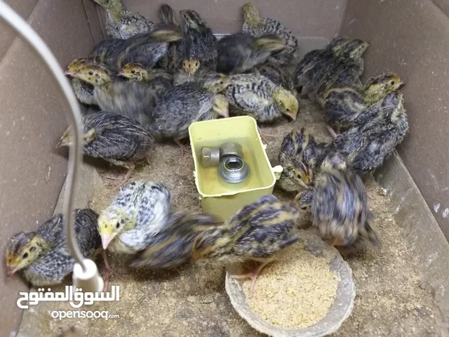 مطلوب ..... فري أو صيصان فري ( السمان ) بسعر معقول في صويلح