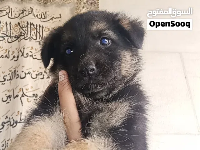 انثى جيرمن شيبرد بلاك ماسك