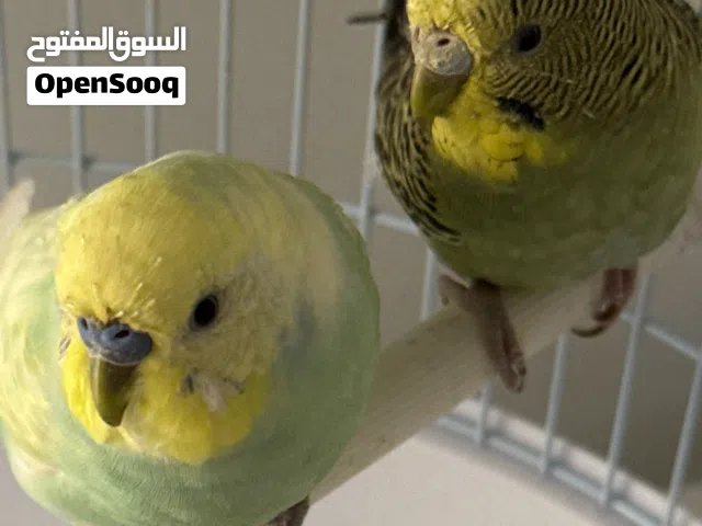 زوج بادجي (ذكر وانثى)