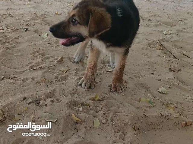 جرو ولف دكر العمر 3شهور