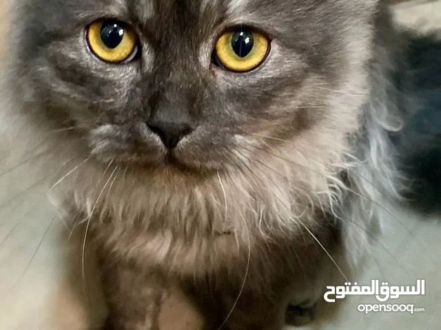 قطة شيرازي عمرها 3 شهور للبيع Shiraz Cat للبيع المستعجل