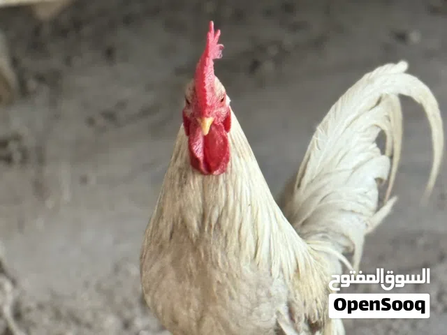 ديج عرب ابيض