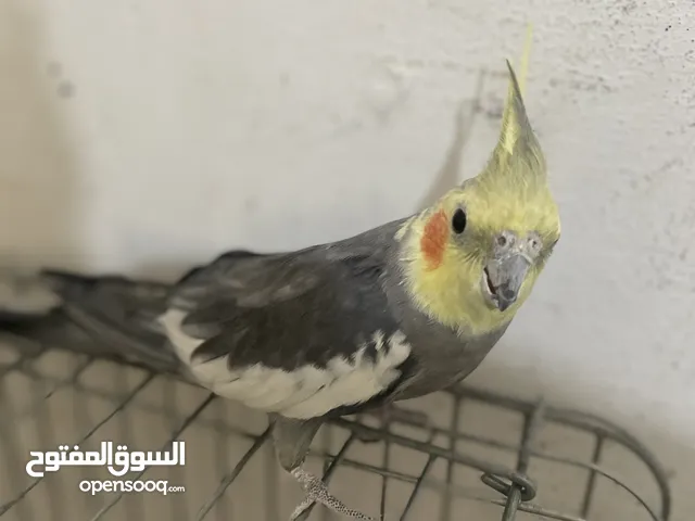 ‏ببغاء كوكتيل