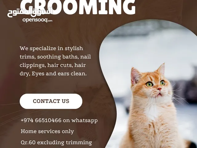 Cat grooming