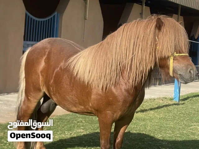 بوني للبيع