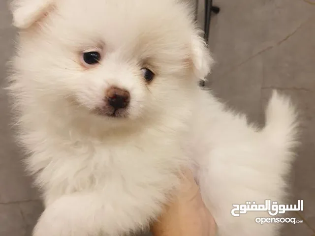 مجموعه كلاب بوميريان وتوي بودل للبيع
