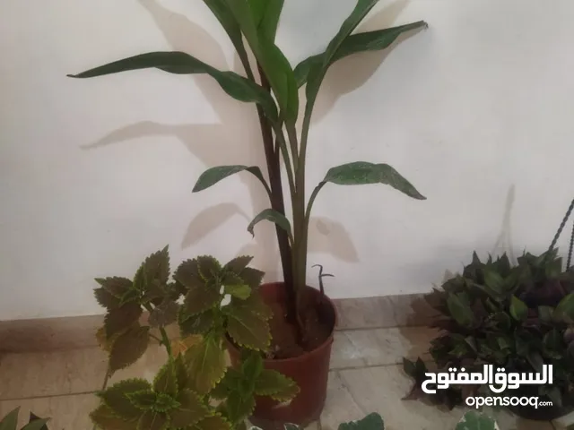 بيت مستقل الرصيفه الجنوبي للبيع