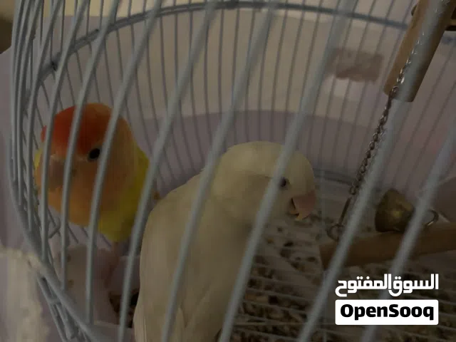 طيور روز للبيع