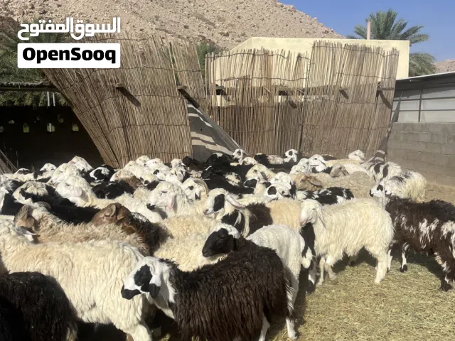 مجموعة كبشان اضاحي