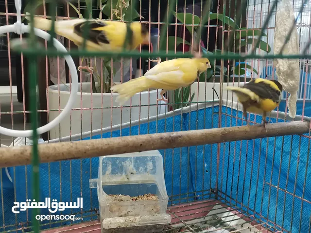عصافير كناري 3 عمر خمس شهور