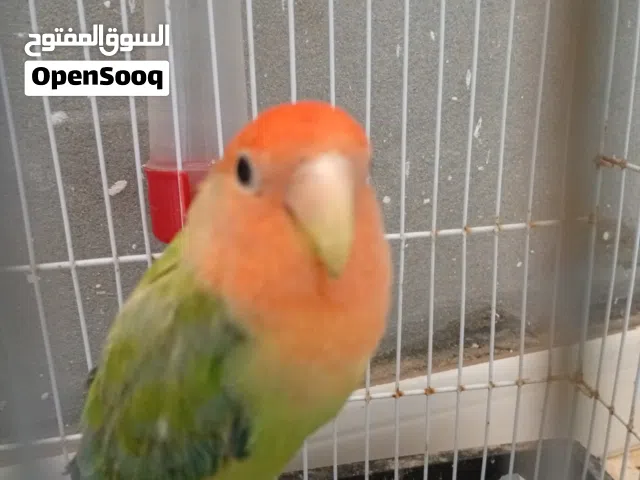 السلام عليكم بركديلو مروض اقرا الوصف