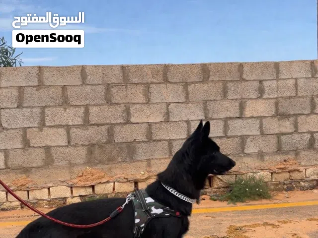 نتايه حاجه ربي يبارك