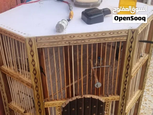 قفص بلابل ارتفاع 120عرض60×60  قفص قوي كلش  حلو