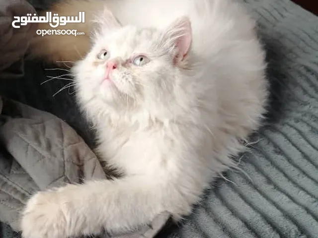 أنثى هملايا قطط للبيع