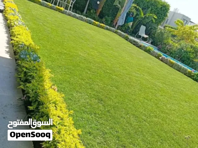 معشب طبيعي امريكي وبرمودا