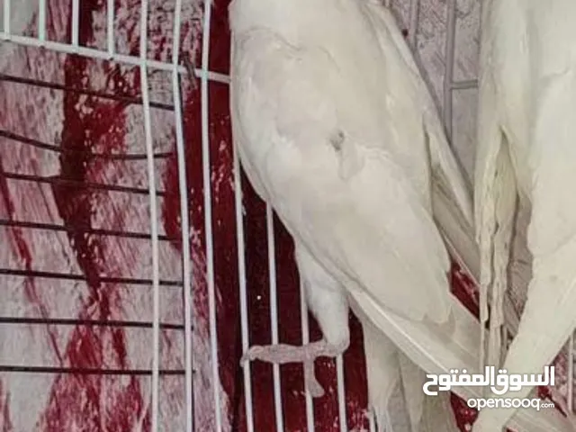 كوكتيل أنثى برونز فالو