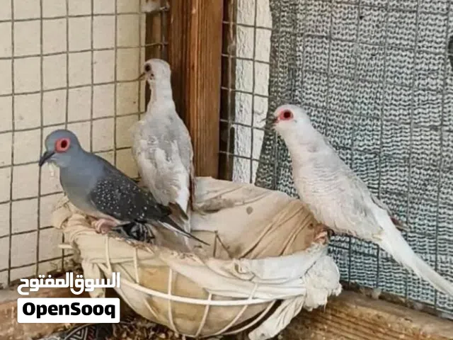حمام دوف  زوج منتج بغزارة  معه الفرخ مالهم السعر10 دينار غير قابل للتفاوض