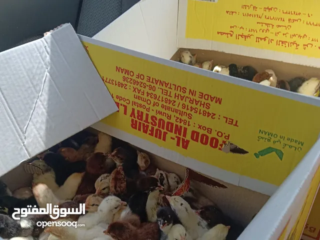 صيصان تهجين محلي فرنسي