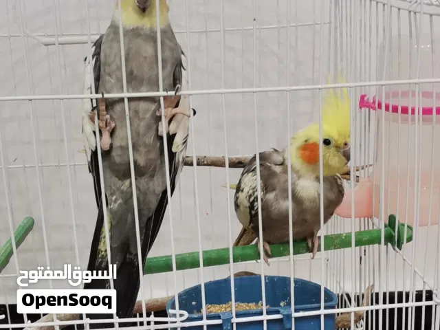 عصافير كوكتيل