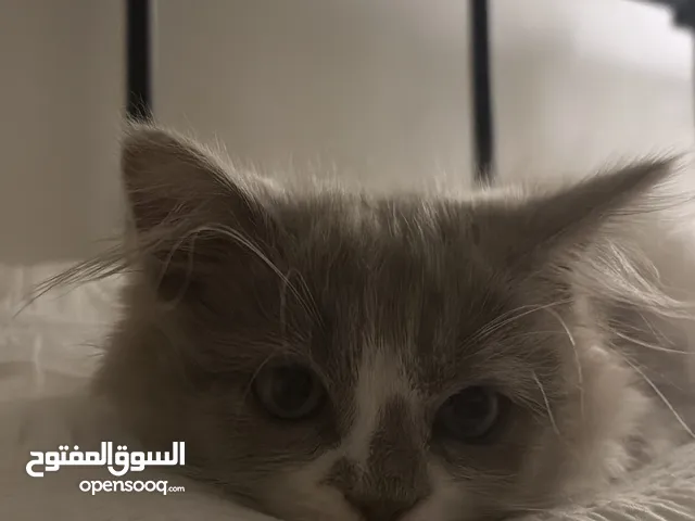 قط شيرازي النوع ذكر بدون جواز وغير مطعم العمر ثلاث شهور