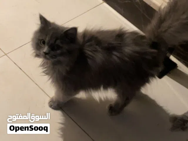 قط شيرازي قزم