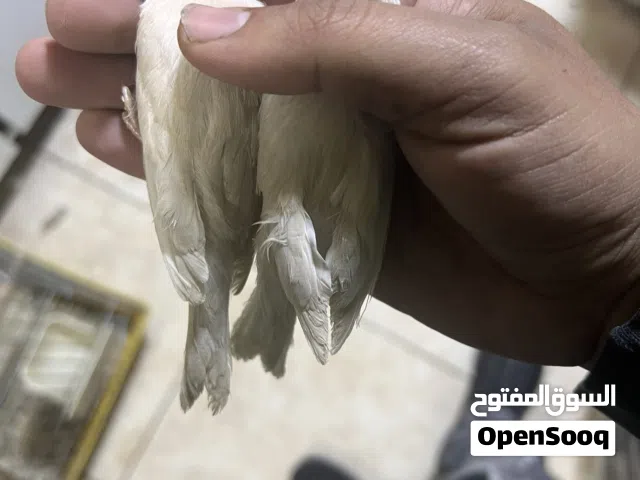 ثلاث مخاليف ستانية