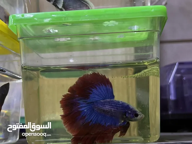 متوفر سمك فايتر هاف مون