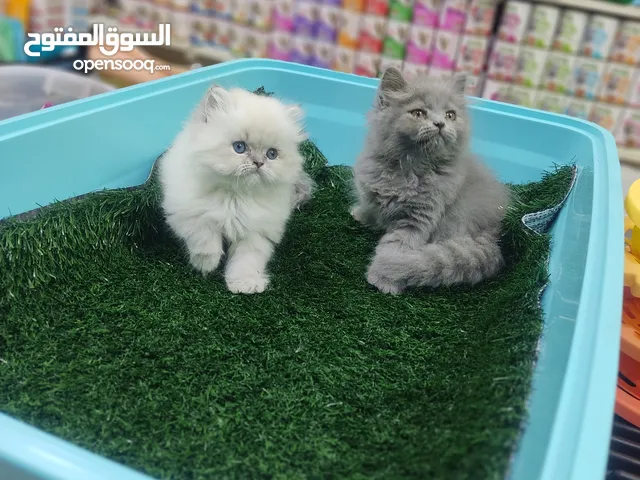 قطط سكوتش فولد وهملايا دباديب صغار