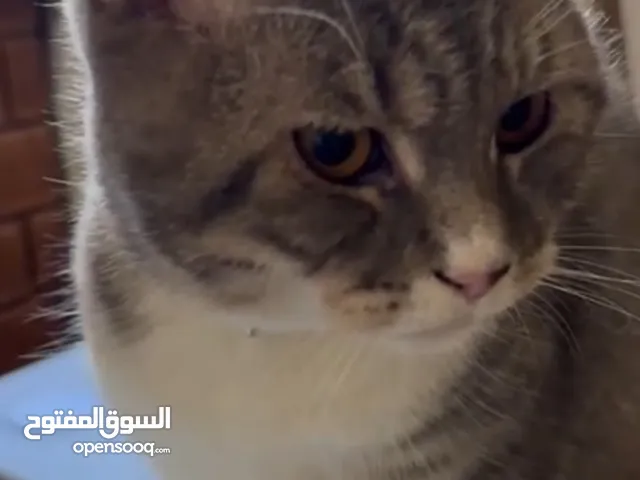 قط للتبني  Cat for adoption