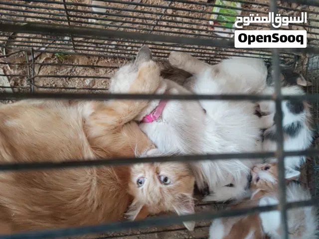 قظوستين سيامي وسيرزاي ربي يبارك بسعر حررررق