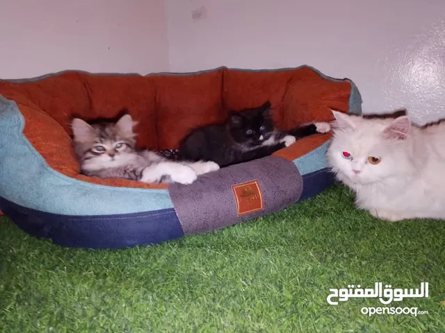 .......السلام عليكم......... أنثى شيرازي باندة  العمر شهرين و10ايام ..................... .. .......
