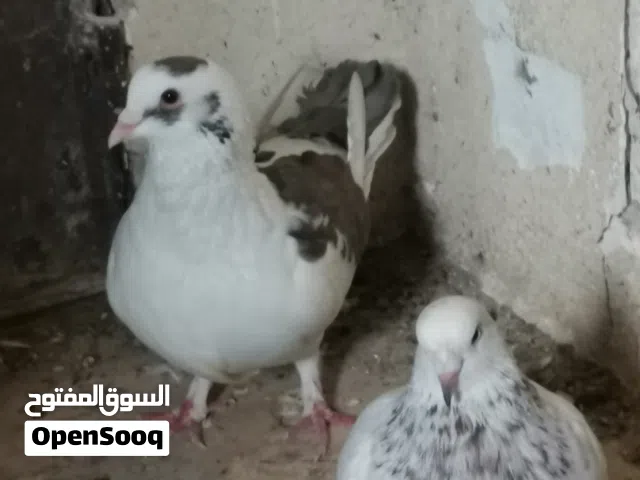 حمام فرنسي نخب للبدل
