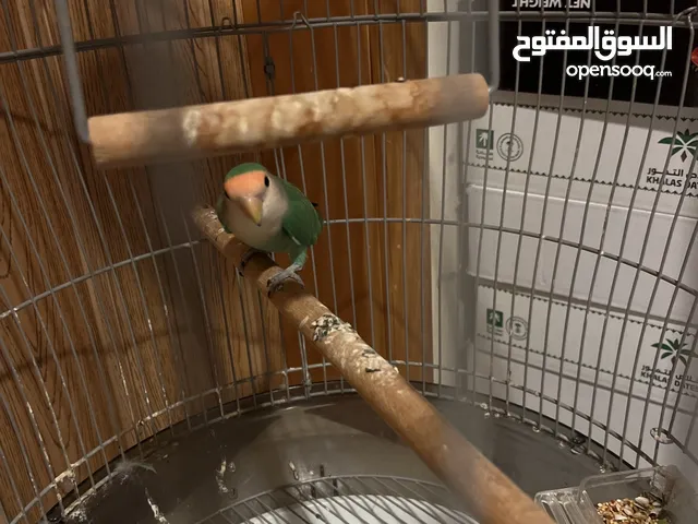 طير روز لون اخضر الجنس غير معروف