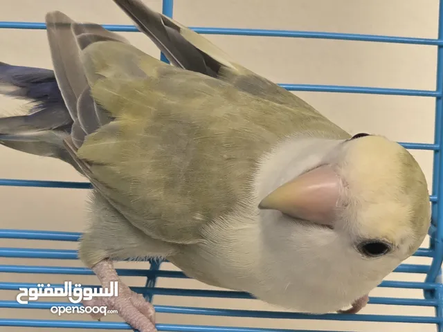 زوج طيور الروز