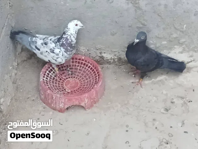 زوج زواجل حلوات على 10 ألف مع حاضن التكاثر مال البيض العنوان أبي الخصيب غريب حسينية بيت العاشور